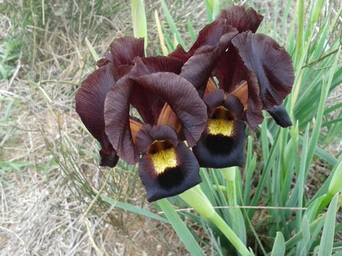 Роза Мира фольклор и мифология