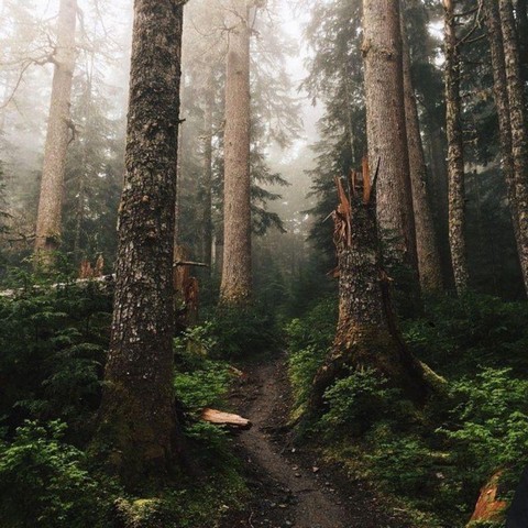 ВДОЛЬ ТРОПЫ