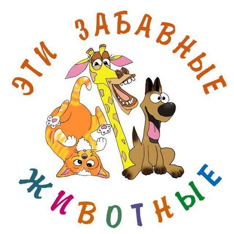 Забавные животные