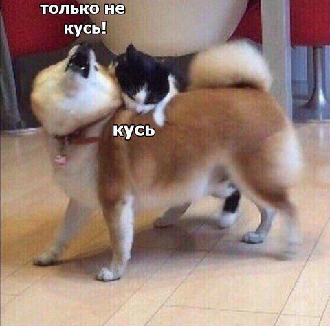 Кот и Пёс