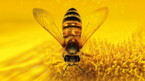 Обои / Wallpapers / HD