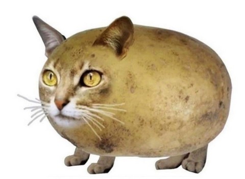 Мемы про котов, пёселей и других мохнатых.