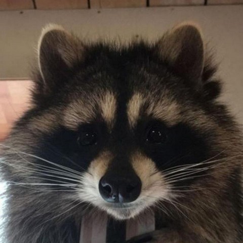 FoXiNoT  Лисы и еноты