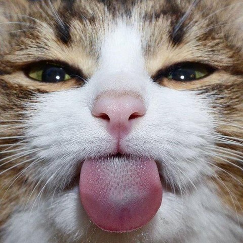 Смешные Коты | Приколы про Котов