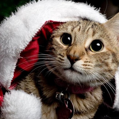 Фото,Видео и Юмор