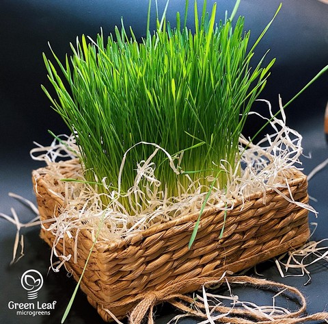 Микрозелень Green Leaf
