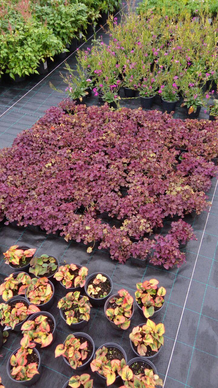 Многолетники оптом