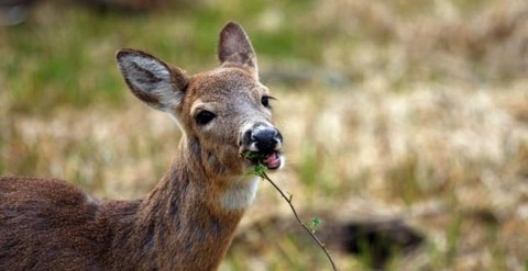 Работа охотников