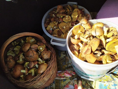 Грибники Ставрополья!