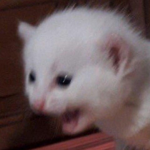 Ласки бодипозитивных