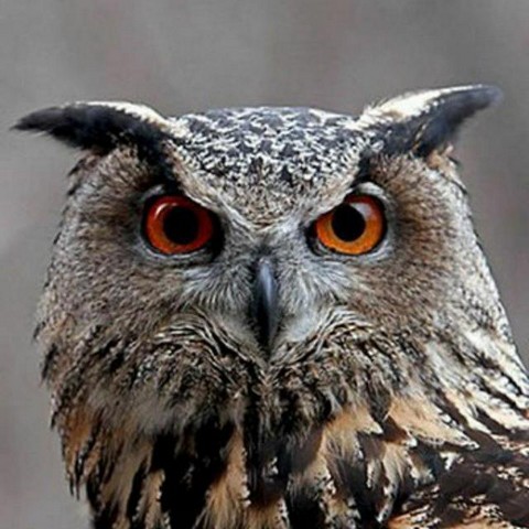 Записки городской совы