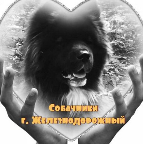 Собачники г. Железнодорожный