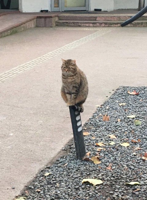 Типичный постироничный кринж для души