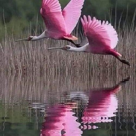 СОБЕСЕДНИКИ