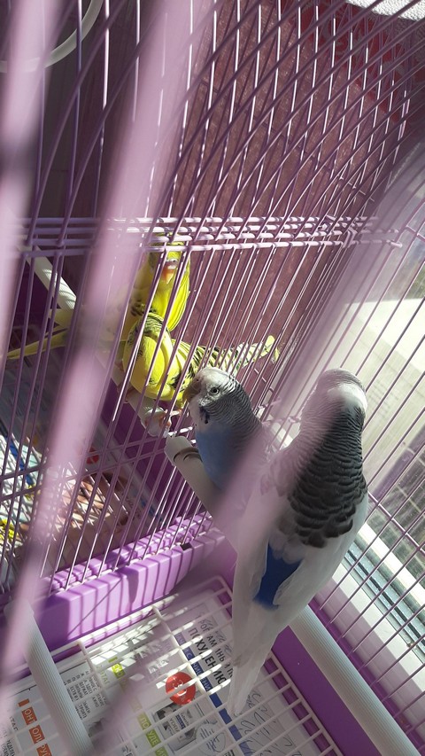 Волнистые попугаи