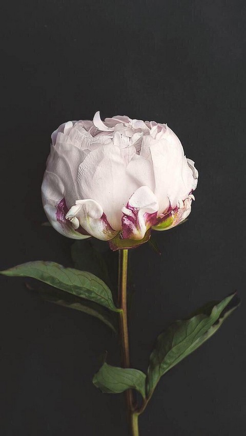 Картинки на айфон