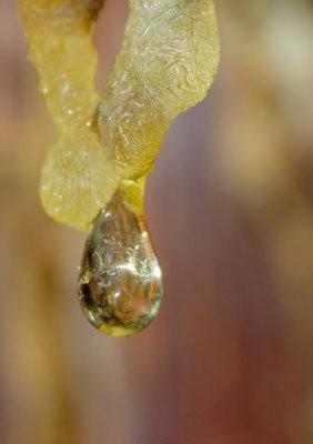 Живица кедровая