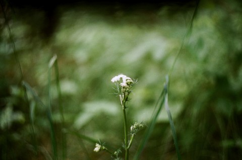 My grandmother's house