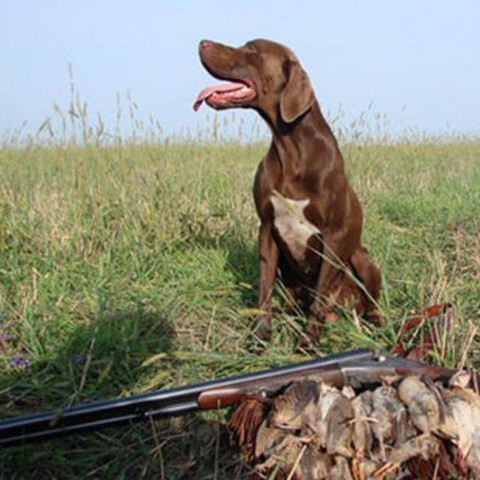 Всякая Дичь