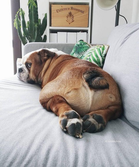 Смешные собаки