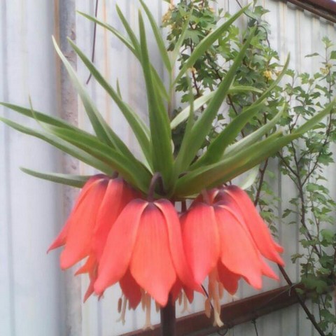 Колхоз "ДЛБУ'