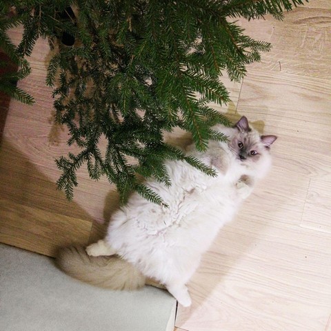 Гифки про животных