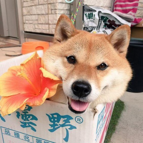 Ламповое Днище