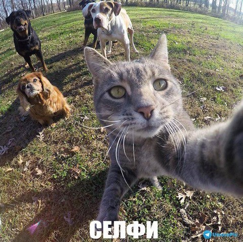 Просто РЖАЧ!