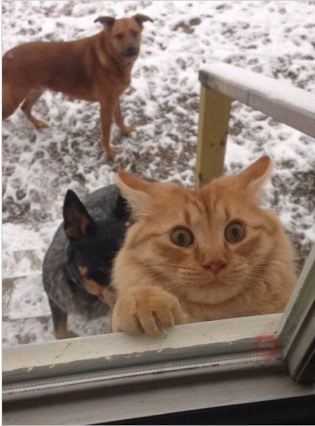 Отборный юмор из сети.