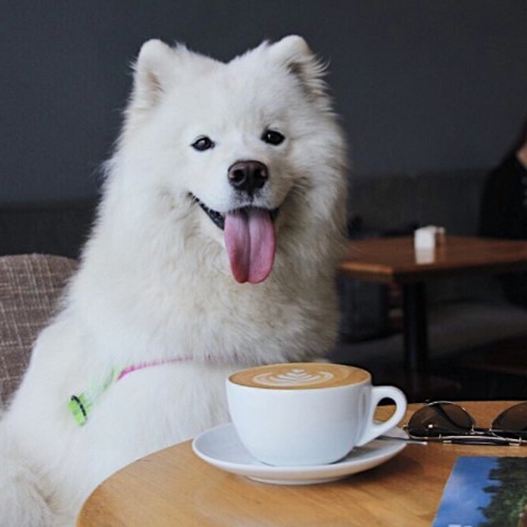 Вместе с самоедом!