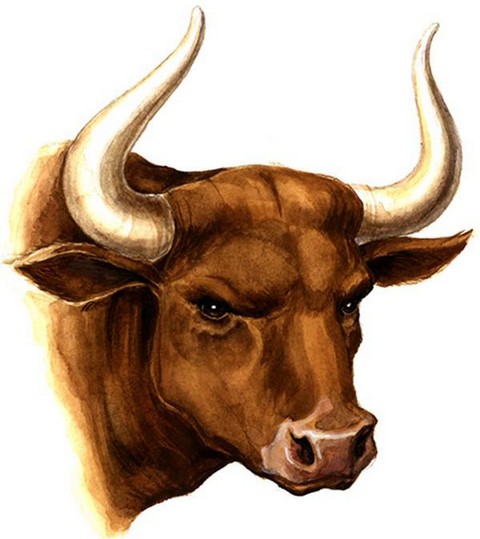 Crypto_bull
