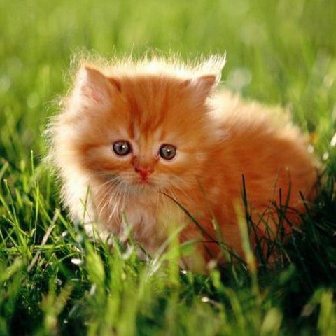 Без кота и жизнь не та ツ