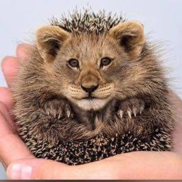 Юмор для своих