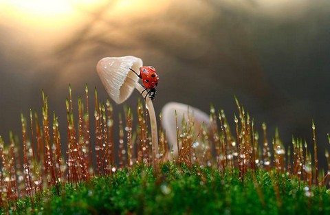 Большой маленький мир