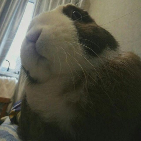 Канал кролика Бастера