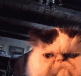 Гиф и мем агрегатор